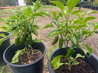 Jalapeños plant