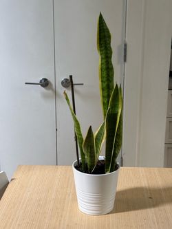 Snake Plant 1