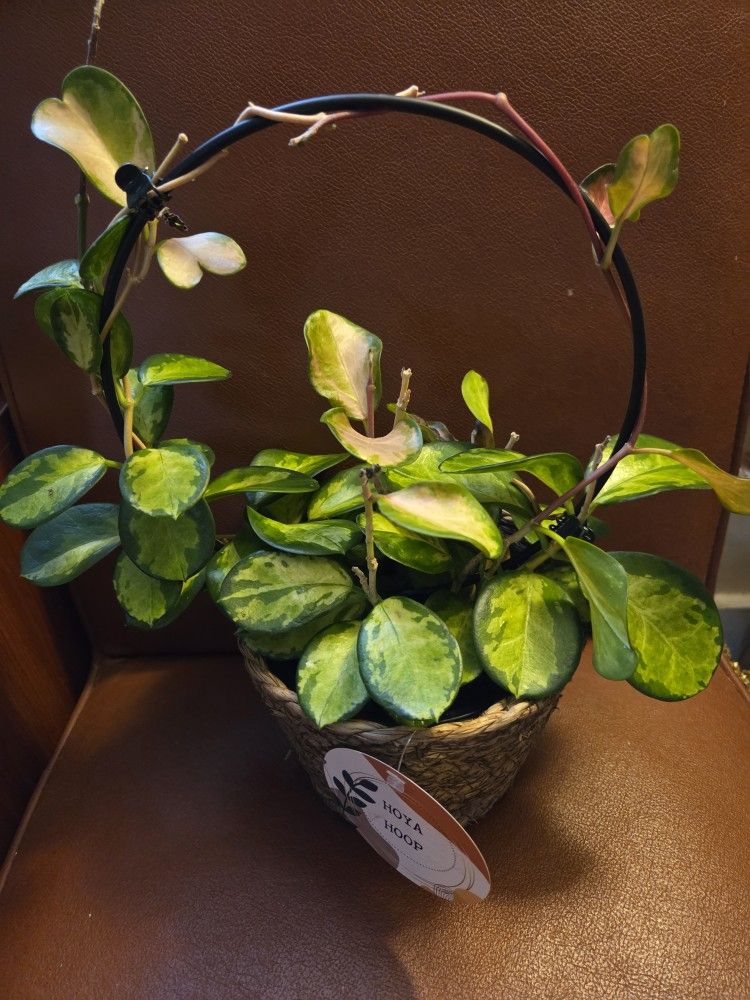 $39 Each Beautiful Basket of Hoyas