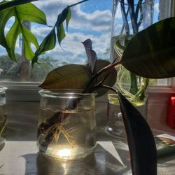 Ficus Elastica/ Burgundy Rubber Tree