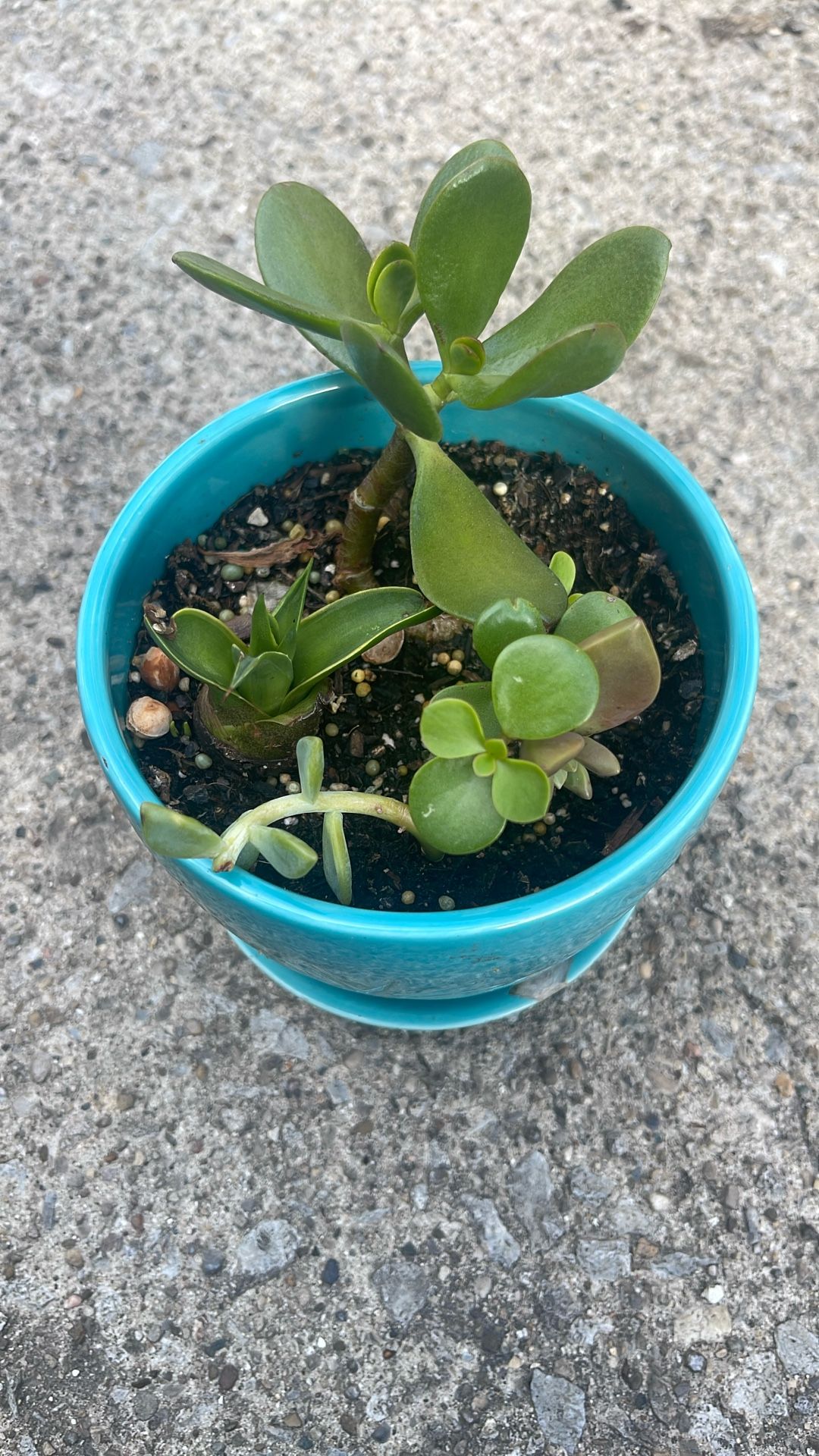 Succulents Plant