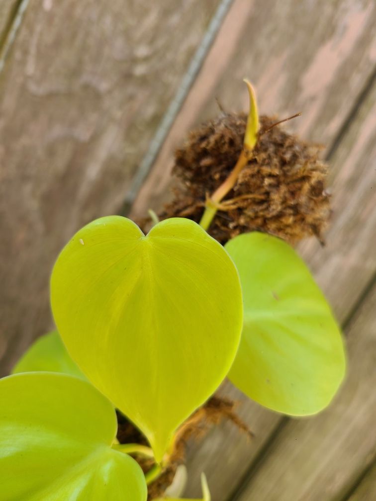 Lemon Lime Philodendron Plant #3