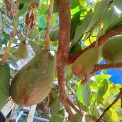 Medium Big Delicious Fresh Avocado Fruit
