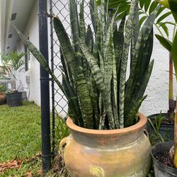 Large Terra Cotta Pot With Snake Plants