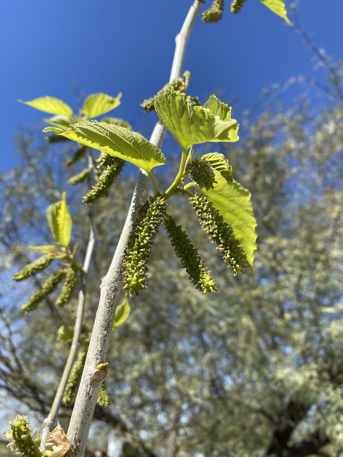 Fruiting Pakistan Mulberry Trees!