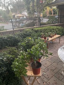 Moving out plants super sale! ‼️🪴🌱🌵🪻
