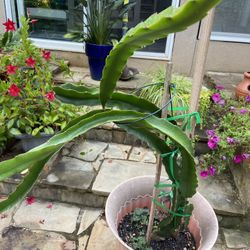 Very Grown Dragon Fruit