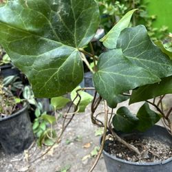 Enrredadera Para Corral