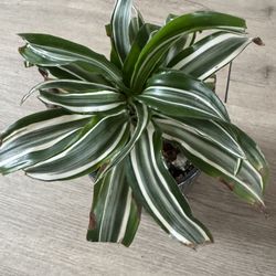 White Jewel Dracaena