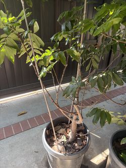 Longan Tree - flowering
