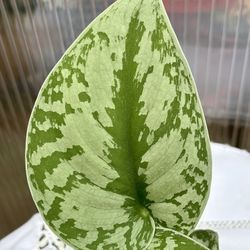 Scindapsus 