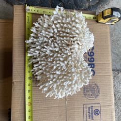 Coral