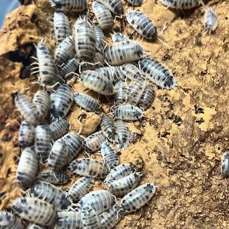 Dairy Cow Isopods