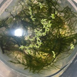 Aquatic  Bucket Of Moss