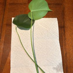 Monstera deliciosa Plant