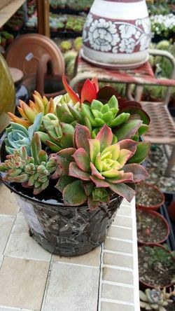 Succulent pots mix