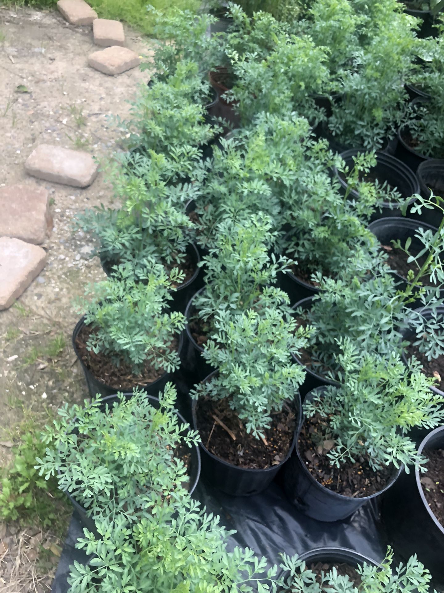 Plantas De Ruda Y Chile Pikin