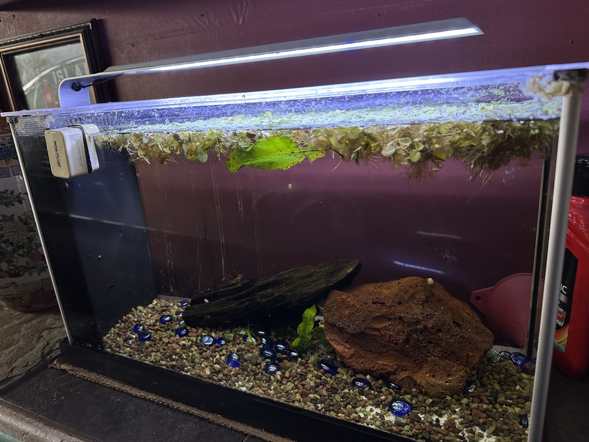 Fluval 5 Gallon Fish Tank Aquarium + Extras!