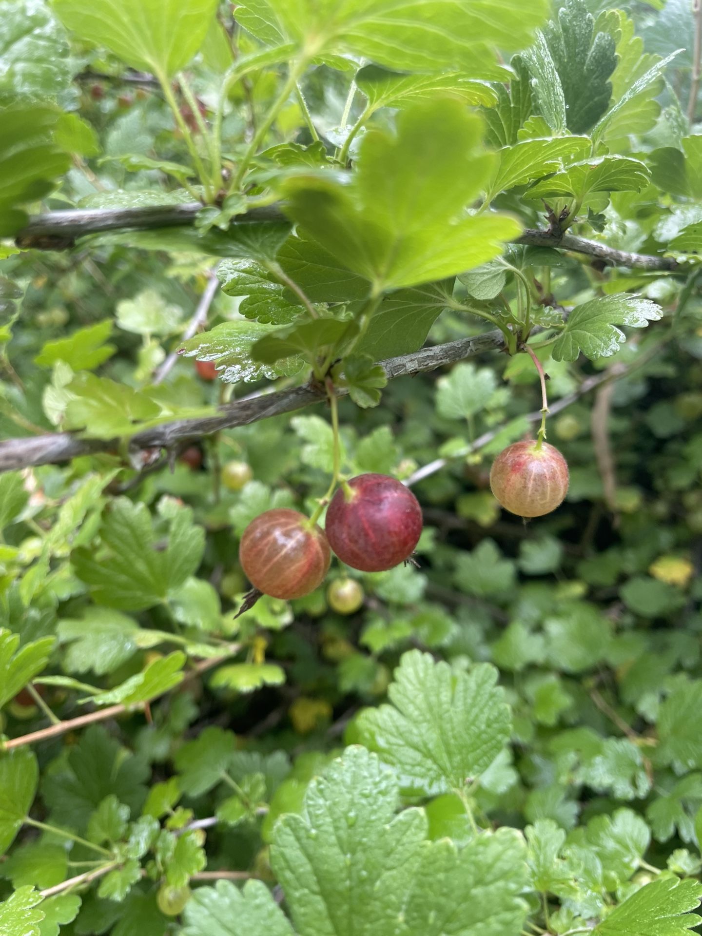 Gooseberry Plants- Currant Berry Plants- Olallieberry Plants- Grape Vines-Blackberry Plants- Marionberry Plants- White Blackberry Plants /