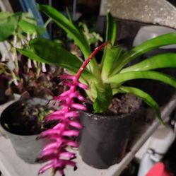 bromeliad
