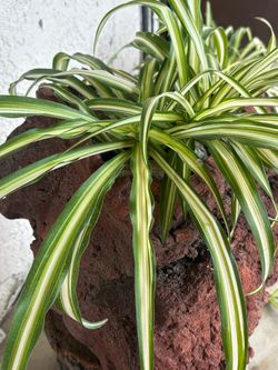 Variegated Spider Plant in Lava Rock planter