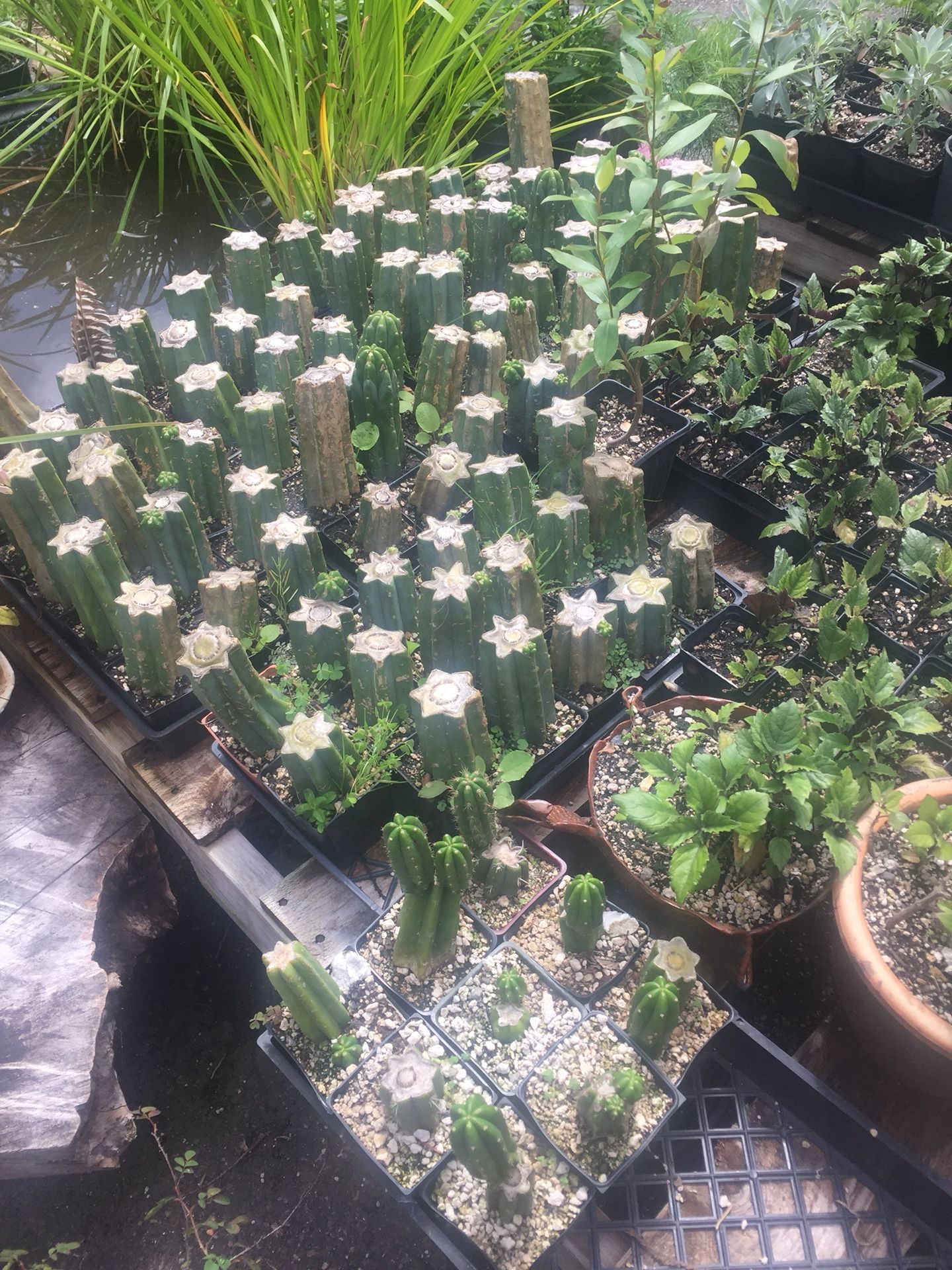 San Pedro cactus / Wachuma