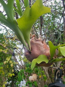 Staghorn 4+ yrs old