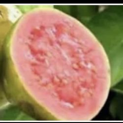Pink Guava Trees 4F And 3 1/2 The Tall $45 And $40 Each Price Firm 