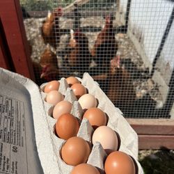 Organic Pasture Raised Eggs 