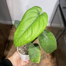 4” Syngonium Chiapense