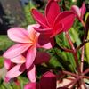 rosalinda