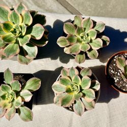 Aeonium arboreum Sunburst Succulent 