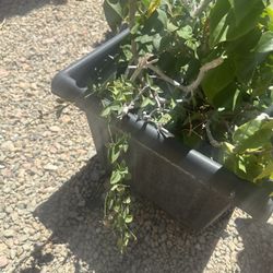 Cat Claw And Bougainvillea Plant 