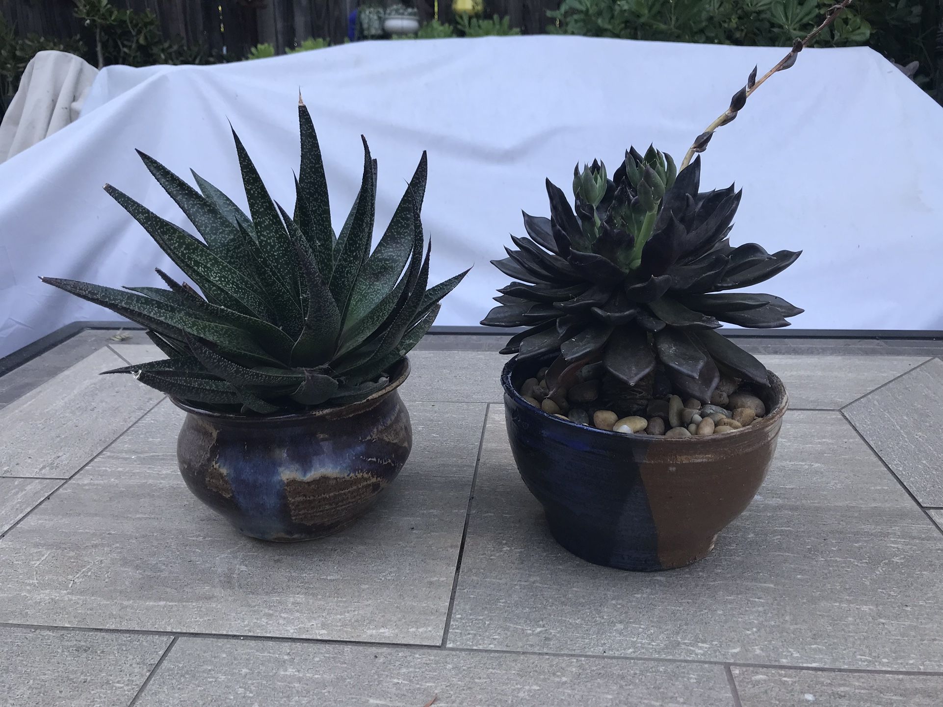 “Flow” & “black price” succulents in 2 stoneware pots