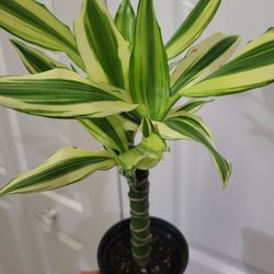 🌿Healthy Live Air Purifying Houseplant Dracaena / Corn Plant 16"Tall In Pot 4" ~ Easy To Grow