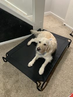 Elevated / Lifted Dog Bed - X-Large