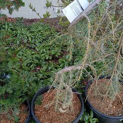 Weeping blue atlas cedar trees