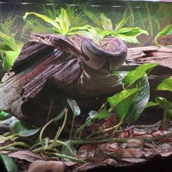 Bioactive Terrarium With Ball Python