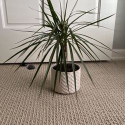 Plant With Pot