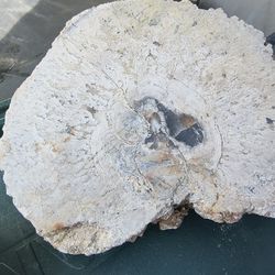 Petrified Palm Wood
