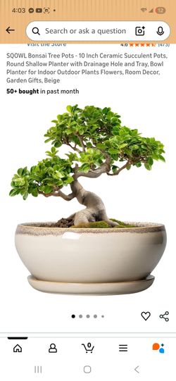 Bonsai pot