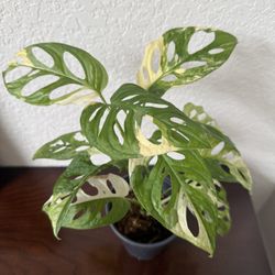 Monstera Adansonii Albo Plant 5” Pot