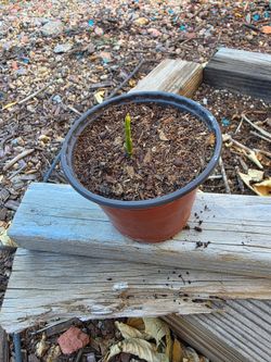 Sugarcane cutting sprout plant
