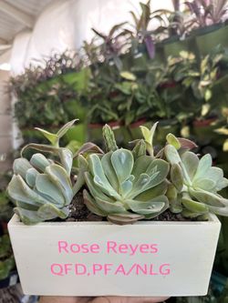 Customized Ceramic Planter, Succulent And Plant Arrangements Available At VMG Gardens