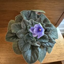 Blooming African Violet – Purple Flowers