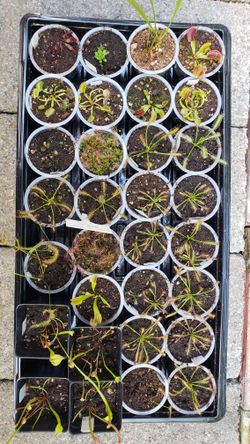 Carnivorous Plants! Easy To Grow And Affordable 2-inch Pots!