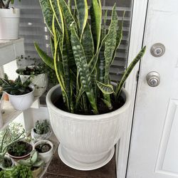 Snake Plant