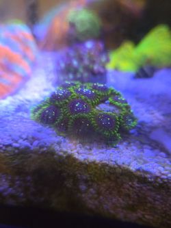 Fake Exosphere Zoa Colony 