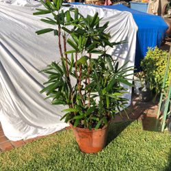 Rhapis Excelsa - Lady PalmPalm 