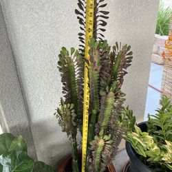 42” Euphorbia Trigona Royal Red African Milk Tree Succulent Plant 